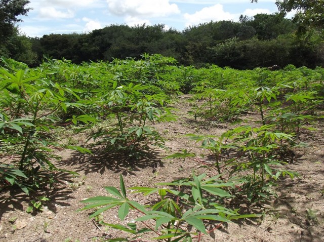 Yuca amarga