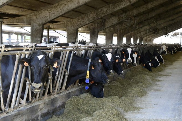 TO GO WITH AFP STORY BY CELINE CORNU A picture shows cows in the farm of the Shit Museum (Museum of Poop) at the Castelbosco castle of Gragnano Trebbiense, on march 28, 2017. The idea of the Shit Museum founded in 2015 by Italian Gianantonio Locatelli, came from a farm which makes milk for Grana Padano cheese with 3,500 cows producing around 50,000 litres of milk and 150,000 kilos of dung to be recycled. Under Locatelli?s management, this quantity of feces started to be transformed into a futuristic ecological, productive and cultural project. Using innovative systems, electrical energy started to be produced from the manure but also green fertilizer and objects made from "Merdacotta".  / AFP PHOTO / Miguel MEDINA