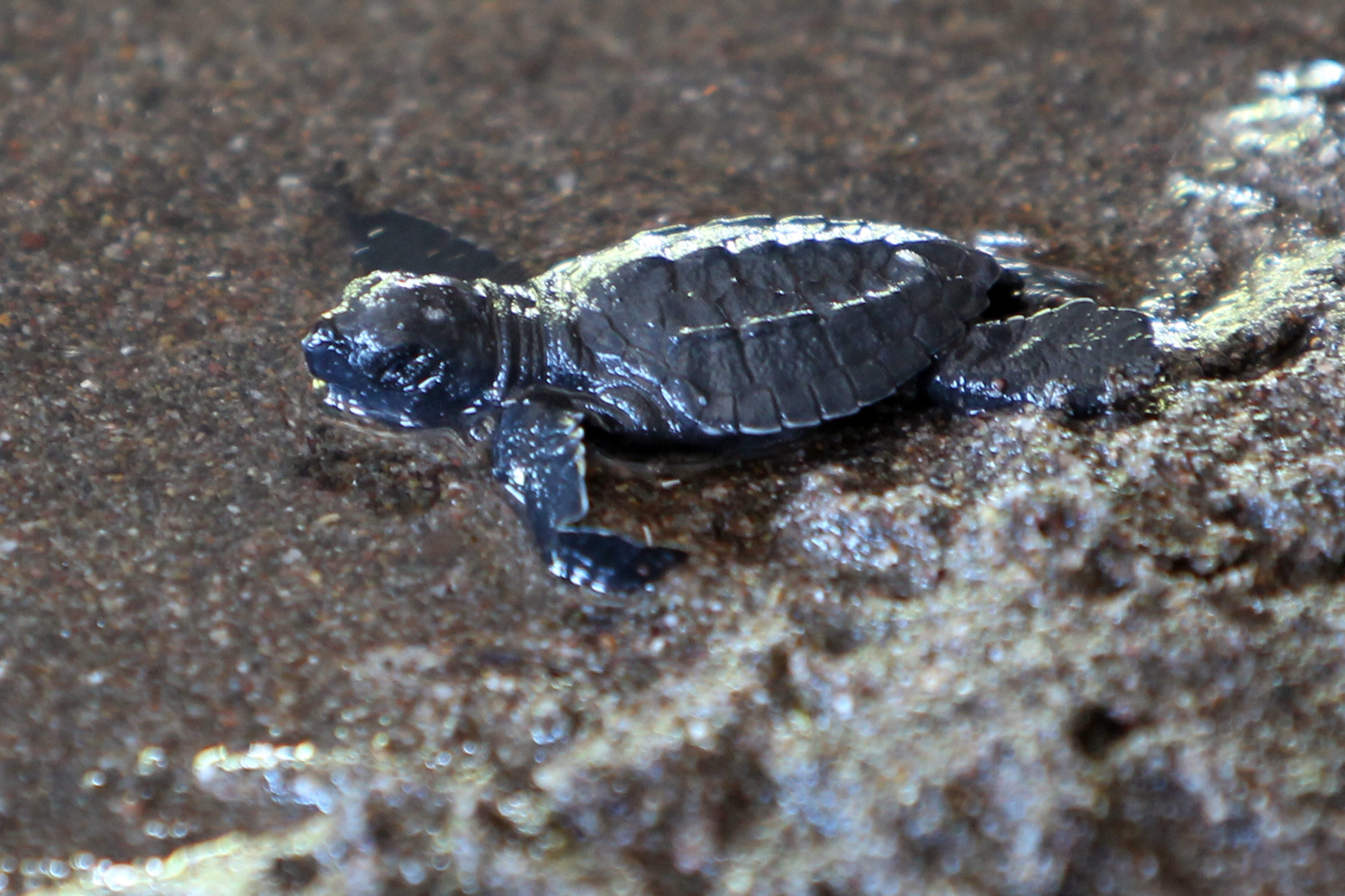 El ADN residual puede revolucionar el conocimiento de las especies marinas