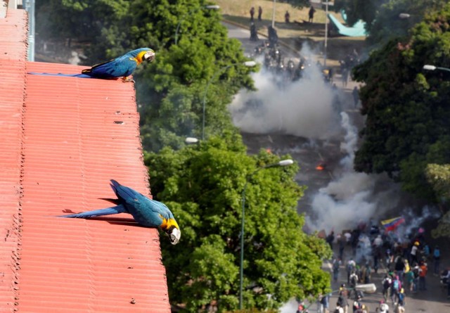 Guacamayas observan una manifestación contra el golpe continuado de Nicolás Maduro en Caracas, Venezuela, Mayo 18, 2017. REUTERS/Christian Veron