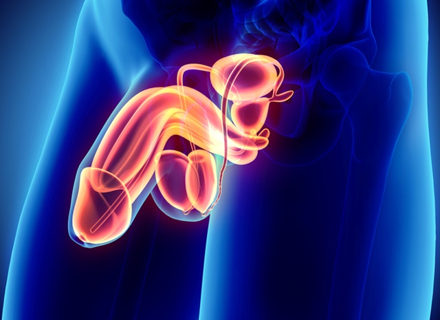 Reproductive system male - 3d illustration medical concept.