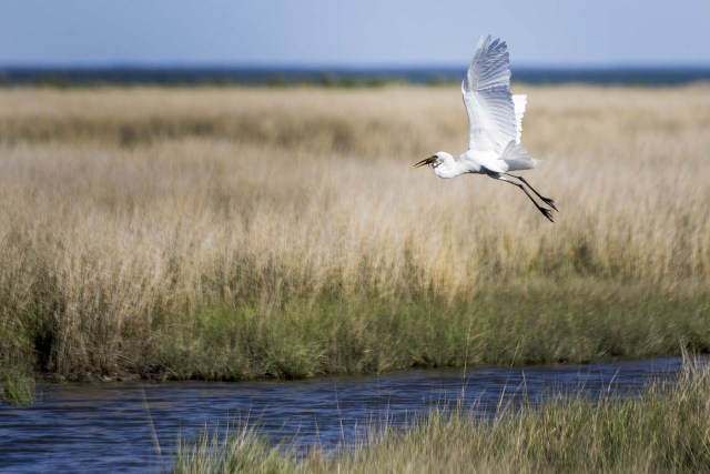 A crane flies away with a crab in its mouth in Tangier, Virginia, May 15, 2017, where climate change and rising sea levels threaten the inhabitants of the slowly sinking island. Now measuring 1.2 square miles, Tangier Island has lost two-thirds of its landmass since 1850. If nothing is done to stop the erosion, it may disappear completely in the next 40 years. / AFP PHOTO / JIM WATSON