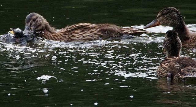 Patos carnivoros 2