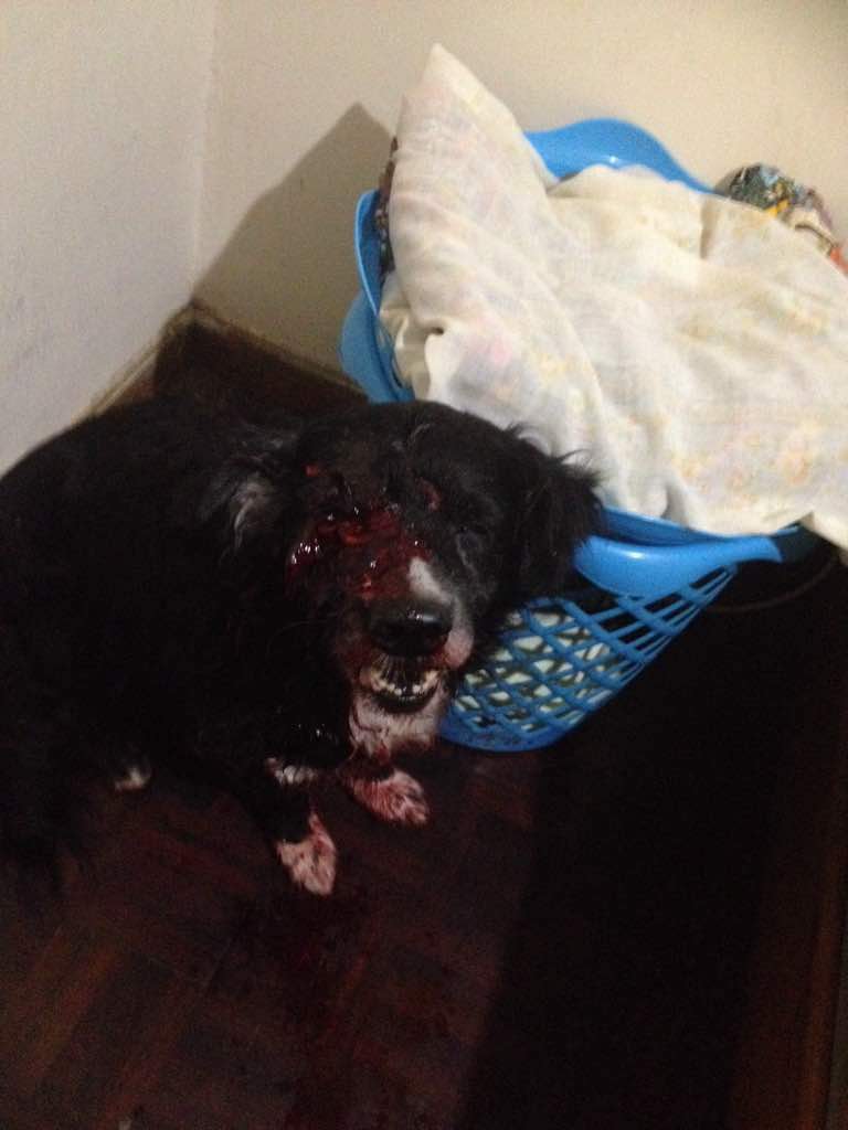 Reportan que fuerzas de in-seguridad y odio le dispararon en la cara a un perrito (FOTOS FUERTES)