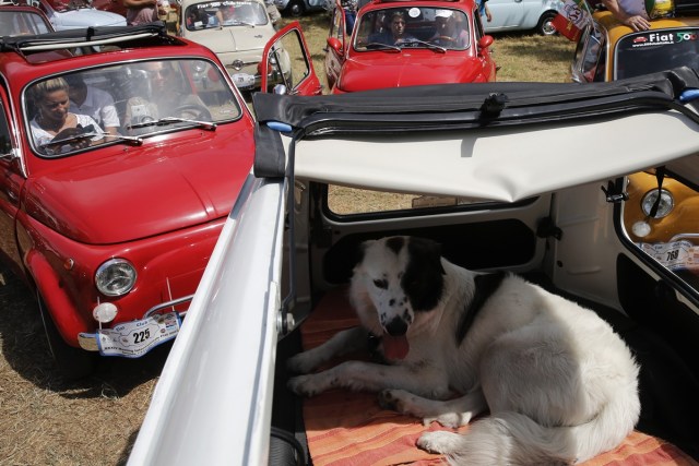 The cars of participants are parked during the 34th International Rally of Fiat 500 Club Italia for the 60th anniversary of this car on July 8, 2017, in Garlenda, near Genoa.   More than 1200 cars came from Europe to take part at the 34 rally of Garlenda to celebrate the 60th anniversary of the Fiat 500.  / AFP PHOTO / Marco BERTORELLO