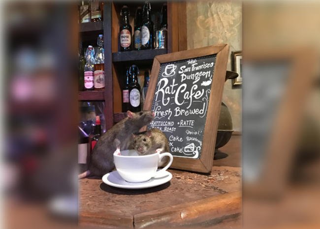 Abre en San Francisco un café temático con ratas