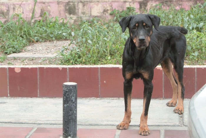 Las mascotas también son víctimas de la crisis