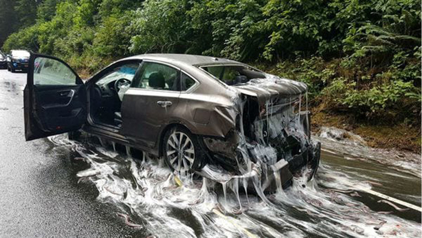 Triple WTF … Más de 3.000 Kilos de anguilas ensuciaron una carretera en EE UU (+fotos +Que asco)