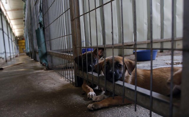 A picture taken on August 25, 2017 shows dogs in a cage at the first dog shelter in the West Bank, in the town of Beit Sahour near Bethlehem, on August 25, 2017. The shelter, which is now home to around 40 dogs, opened 18 months ago after Diana Babish -- who has no veterinary or medical background -- gave up a 20-year career in banking to devote her life to care for the animals. About 200 puppies and 130 mature dogs have been treated, given affection, fed and prepared for adoption since the shelter opened. / AFP PHOTO / Musa AL SHAER