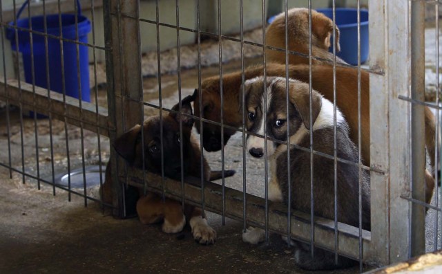 A picture taken on August 25, 2017 shows dogs in a cage at the first dog shelter in the West Bank, in the town of Beit Sahour near Bethlehem, on August 25, 2017. The shelter, which is now home to around 40 dogs, opened 18 months ago after Diana Babish -- who has no veterinary or medical background -- gave up a 20-year career in banking to devote her life to care for the animals. About 200 puppies and 130 mature dogs have been treated, given affection, fed and prepared for adoption since the shelter opened. / AFP PHOTO / Musa AL SHAER