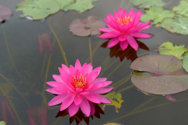 A picture shows water lilies at the Latour-Marliac nursery in Le Temple-sur-Lot, southwestern France, on August 23, 2017. The Latour-Marliac nursery, a first of its kind in Europe, has been growing coloured water lilies since 1870 and was a source of inspiration for French painter Claude Monet's "Water Lilies" (Nympheas) series. / AFP PHOTO / NICOLAS TUCAT