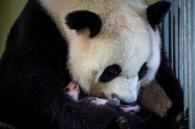 El primer bebé panda nacido en Francia / AFP PHOTO / GUILLAUME SOUVANT