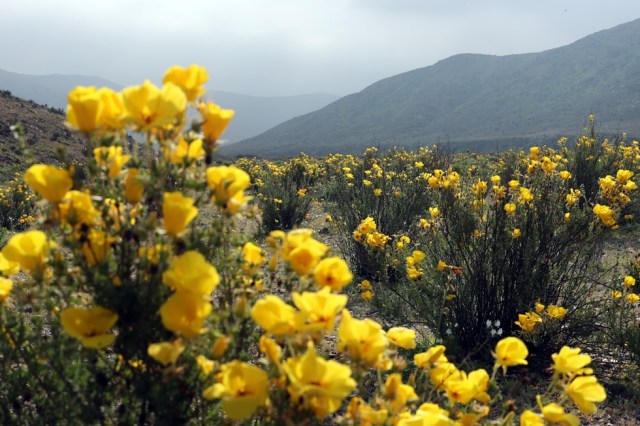 CH03. ATACAMA (CHILE), 21/08/2017.- Vista de flores en el desierto de Atacama (Chile), hoy, lunes 21 de agosto de 2017. Las intensas y sorpresivas precipitaciones registradas en las regiones del norte de Chile durante los meses del invierno austral dieron paso al deslumbrante desierto florido en Atacama, el más árido y soleado del mundo. Este fenómeno, que ocurre con una distancia de cinco o siete años, pero que se ha vuelto recurrente debido a la presencia de el fenómeno climatológico El Niño, atrae a miles de turistas con sus más de 200 especies florales y fauna endémica. EFE/Mario Ruiz