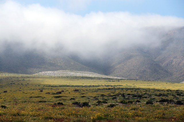 CH07. ATACAMA (CHILE), 21/08/2017.- Vista de flores en el desierto de Atacama (Chile), hoy, lunes 21 de agosto de 2017. Las intensas y sorpresivas precipitaciones registradas en las regiones del norte de Chile durante los meses del invierno austral dieron paso al deslumbrante desierto florido en Atacama, el más árido y soleado del mundo. Este fenómeno, que ocurre con una distancia de cinco o siete años, pero que se ha vuelto recurrente debido a la presencia de el fenómeno climatológico El Niño, atrae a miles de turistas con sus más de 200 especies florales y fauna endémica. EFE/Mario Ruiz