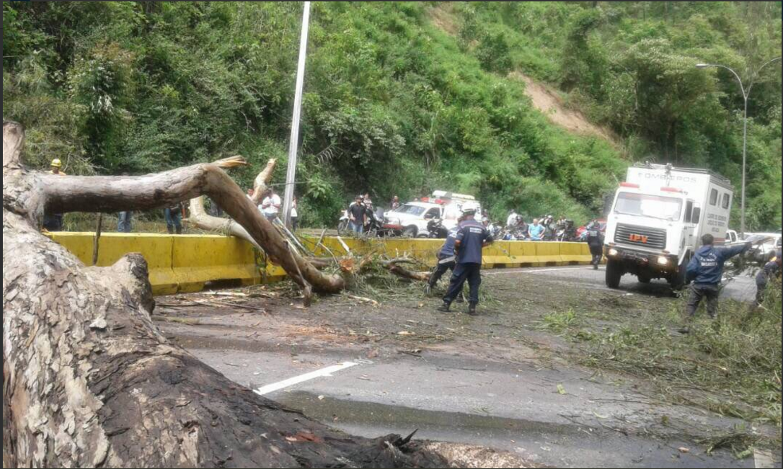 Cerrado el paso en la panamericana por desplome de un árbol