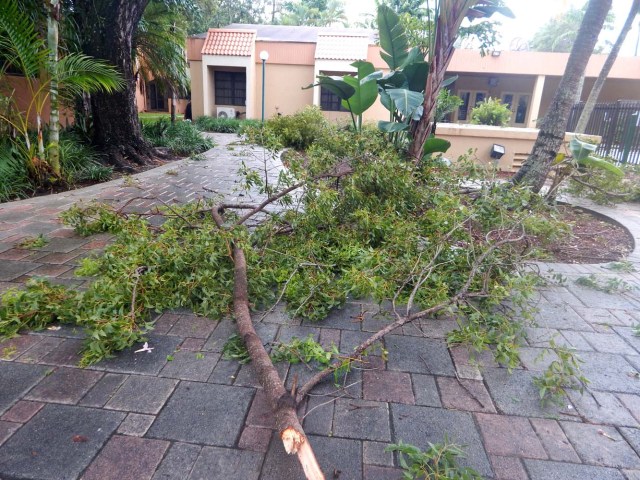 MIA13 - MIAMI (FL, EEUU), 09/09/2017.- Vista de arbustos caídos en un condominio tras los primeros vientos huracanados hoy, sábado 9 de septiembre 2017, en Miami, Florida (Estados Unidos), unas horas antes de la llegada del huracán Irma. Las primeras lluvias asociadas al huracán Irma llegaron hoy a Miami, donde se espera que las condiciones climáticas empeoren con el paso de las horas y se aproxime este ciclón de categoría 4, que podría tocar tierra en el sur de Florida, la próxima madrugada. EFE/Latif Kassidi