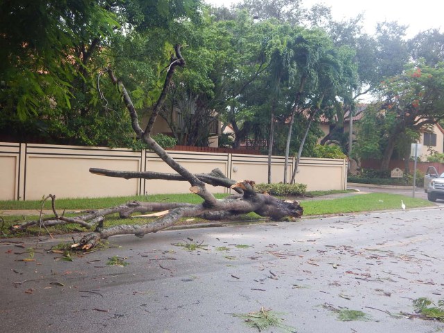 MIA13 - MIAMI (FL, EEUU), 09/09/2017.- Vista de un árbol caído en una calle tras los primeros vientos huracanados hoy, sábado 9 de septiembre 2017, en Miami, Florida (Estados Unidos), unas horas antes de la llegada del huracán Irma. Las primeras lluvias asociadas al huracán Irma llegaron hoy a Miami, donde se espera que las condiciones climáticas empeoren con el paso de las horas y se aproxime este ciclón de categoría 4, que podría tocar tierra en el sur de Florida, la próxima madrugada. EFE/Latif Kassidi