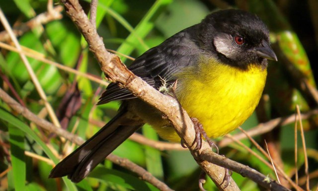 ACOMPAÑA CRÓNICA: COLOMBIA TURISMO. BOG08. BOGOTÁ (COLOMBIA), 27/09/2017.- Fotografía sin fecha cedida por Birding Santa Marta que muestra un ejemplar de "Gorrión Montés", una de las especies endémicas de la Sierra Nevada de Santa Marta (Colombia). En la Sierra Nevada de Santa Marta, la mayor montaña del mundo frente al mar, hay 28 especies endémicas de pájaros como el "Santa Marta Sabrewing" o el "Blue-Bearded Helmetcrest", que convierten este macizo en un paraíso para el avistamiento de aves y la preservación de especies amenazadas. EFE/BIRDING SANTA MARTA/SOLO USO EDITORIAL/NO VENTAS