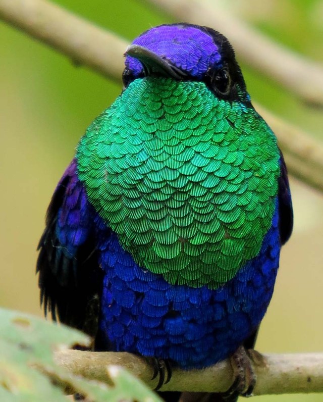 ACOMPAÑA CRÓNICA: COLOMBIA TURISMO. BOG07. BOGOTÁ (COLOMBIA), 27/09/2017.- Fotografía sin fecha cedida por Birding Santa Marta que muestra un ejemplar de "Ninfa Coronada", una de las especies endémicas de la Sierra Nevada de Santa Marta (Colombia). En la Sierra Nevada de Santa Marta, la mayor montaña del mundo frente al mar, hay 28 especies endémicas de pájaros como el "Santa Marta Sabrewing" o el "Blue-Bearded Helmetcrest", que convierten este macizo en un paraíso para el avistamiento de aves y la preservación de especies amenazadas. EFE/BIRDING SANTA MARTA/SOLO USO EDITORIAL/NO VENTAS