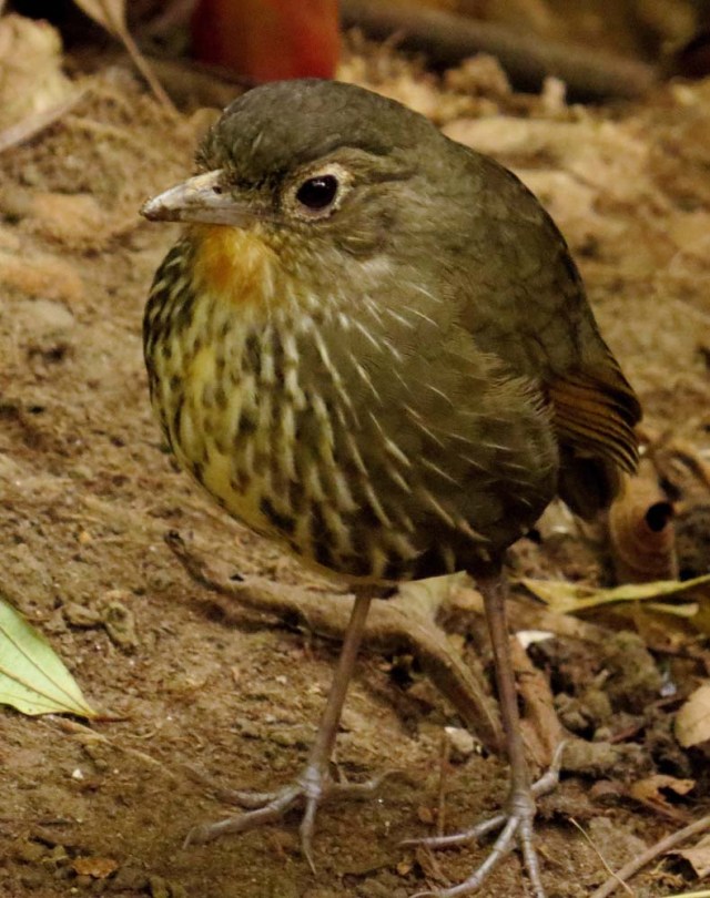 ACOMPAÑA CRÓNICA: COLOMBIA TURISMO. BOG03. BOGOTÁ (COLOMBIA), 27/09/2017.- Fotografía sin fecha cedida por Birding Santa Marta que muestra un ejemplar de "Tororoi", una de las especies endémicas de la Sierra Nevada de Santa Marta (Colombia). En la Sierra Nevada de Santa Marta, la mayor montaña del mundo frente al mar, hay 28 especies endémicas de pájaros como el "Santa Marta Sabrewing" o el "Blue-Bearded Helmetcrest", que convierten este macizo en un paraíso para el avistamiento de aves y la preservación de especies amenazadas. EFE/BIRDING SANTA MARTA/SOLO USO EDITORIAL/NO VENTAS