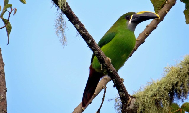 ACOMPAÑA CRÓNICA: COLOMBIA TURISMO. BOG02. BOGOTÁ (COLOMBIA), 27/09/2017.- Fotografía sin fecha cedida por Birding Santa Marta que muestra un ejemplar de "Tucán de Santa Marta", una de las especies endémicas de la Sierra Nevada de Santa Marta (Colombia). En la Sierra Nevada de Santa Marta, la mayor montaña del mundo frente al mar, hay 28 especies endémicas de pájaros como el "Santa Marta Sabrewing" o el "Blue-Bearded Helmetcrest", que convierten este macizo en un paraíso para el avistamiento de aves y la preservación de especies amenazadas. EFE/BIRDING SANTA MARTA/SOLO USO EDITORIAL/NO VENTAS