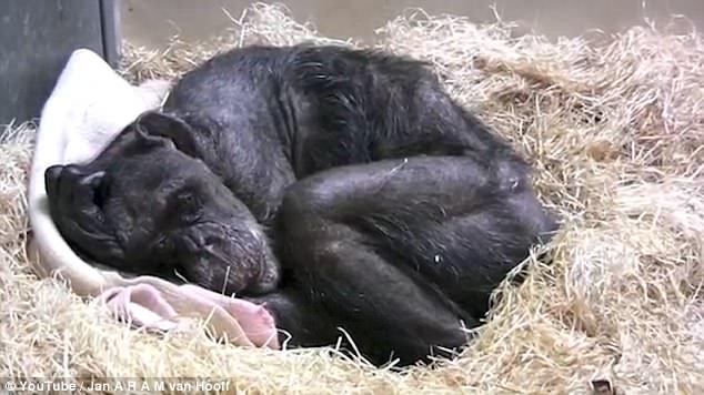 Una ex matriarca chimpancé moribunda se negaba a comer, hasta que vio a su viejo mejor amigo / Foto: Dailymail