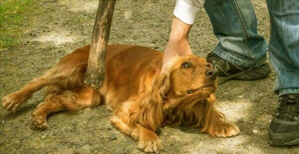 Un hombre que mordió, pateó y golpeó a su perro es condenado a prisión