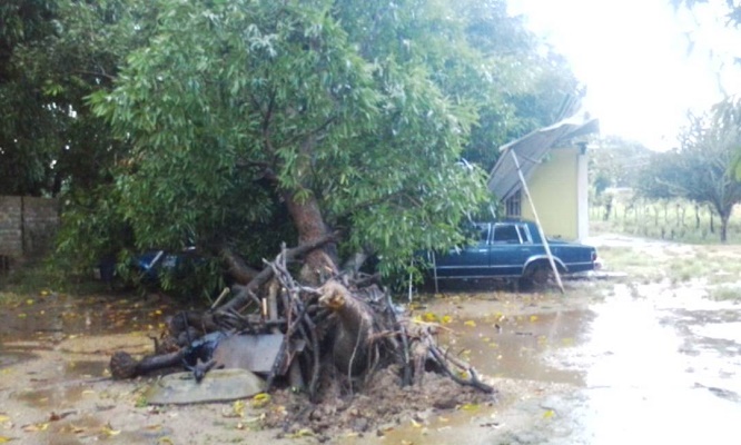 Cayó árbol sobre el techo de una casa luego del fuerte aguacero en Calabozo (Fotos)