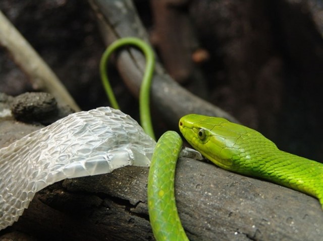 La piel de serpiente. Contempla cómo luce la piel que cambia una serpiente: es una verdadera obra de arte.