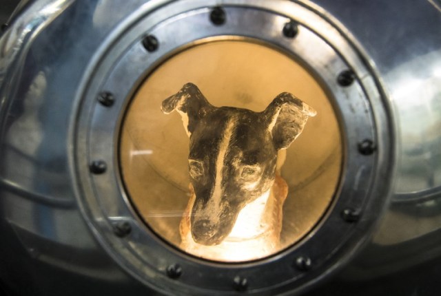 Una foto tomada el 1 de noviembre de 2017 muestra una efigie del perro Laika, la primera criatura viviente en el espacio, dentro de una réplica del satélite Sputnik II en la Casa Central de Aviación y Cosmonáutica en Moscú. Tres años y medio antes de que el cosmonauta ruso Yuri Gagarin se convirtiera en el primer hombre en el espacio, un perro llamado Laika fue en 1957 el primer ser vivo en orbitar la Tierra. El extraviado de Moscú es uno de los muchos animales que precedieron a los humanos en la conquista del espacio; como la mayoría de los otros, ella no sobrevivió. / AFP PHOTO / Mladen ANTONOV