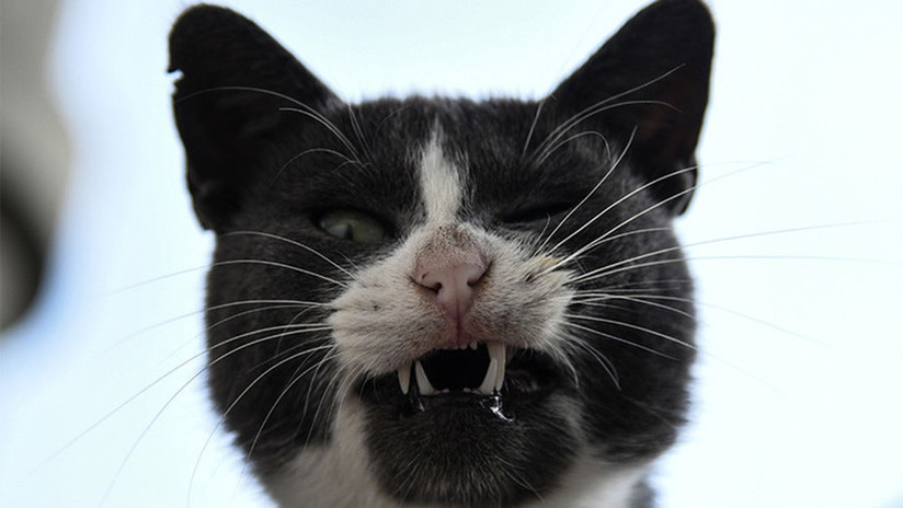 ¡Santo Padre! Un gato callejero es el principal sospechoso de un intento de asesinato en Japón