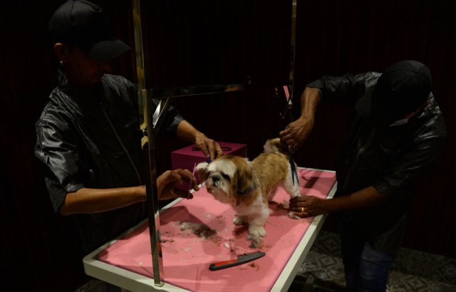 In this photograph taken on November 23, 2017, a dog gets a hair cut at the luxury dog hotel Critterati in Gurgaon. Velvet beds, a relaxing spa, 24-hour medical care and non-alcoholic beers imported from Belgium: the life of a pampered pooch in India would leave many humans envious. The Critterati, South Asia's first luxury  hotel for dogs, offers suites at up to 70 USD a night for pets whose "parents" will spare no expense to indulge their pride and joy. A world away from the daily grind of India's estimated 30 million strays, breeds such as St Bernards, labradors and Lhassa apsos can now enjoy the last word in canine coddling. / AFP PHOTO / SAJJAD HUSSAIN / To go with: INDIA-ANIMAL-SOCIAL, FOCUS by Tim WITCHER