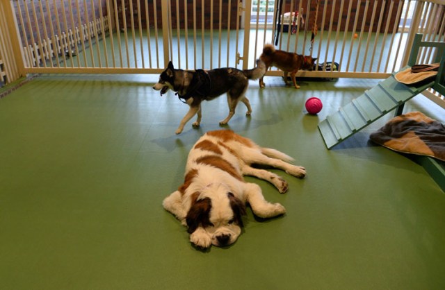 In this photograph taken on November 23, 2017, dogs relax at the luxury dog hotel Critterati in Gurgaon. Velvet beds, a relaxing spa, 24-hour medical care and non-alcoholic beers imported from Belgium: the life of a pampered pooch in India would leave many humans envious. The Critterati, South Asia's first luxury  hotel for dogs, offers suites at up to 70 USD a night for pets whose "parents" will spare no expense to indulge their pride and joy. A world away from the daily grind of India's estimated 30 million strays, breeds such as St Bernards, labradors and Lhassa apsos can now enjoy the last word in canine coddling. / AFP PHOTO / SAJJAD HUSSAIN / To go with: INDIA-ANIMAL-SOCIAL, FOCUS by Tim WITCHER