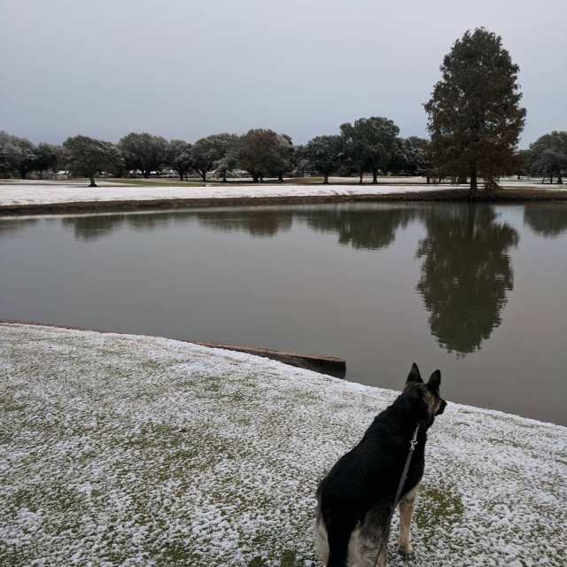 Nevada en Houston. Foto @JeanSuriel