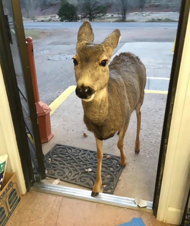 Venado tienda  (1)