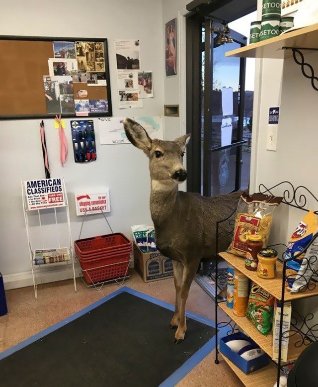 Venado tienda  (2)