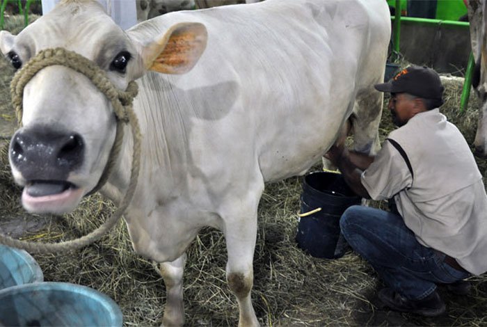 Cavilac propone potenciar la producción de lácteos