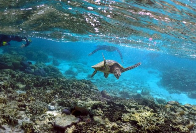 Imagen de archivo de unos turistas buceando junto a una tortuga en la isla Lady Elliot en Queensland, Australia, jun 9, 2015.  REUTERS/David Gray/File Photo