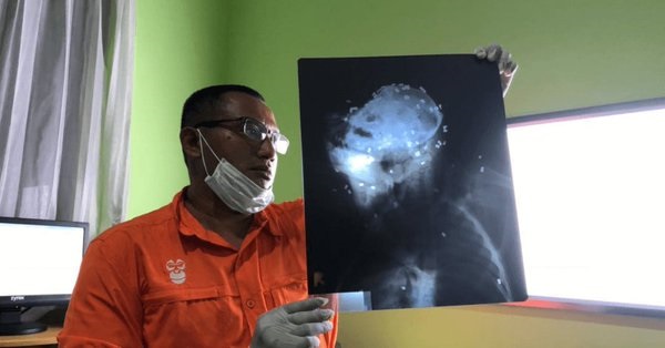 Cuatro detenidos por acribillar a perdigonazos a un orangután en Indonesia