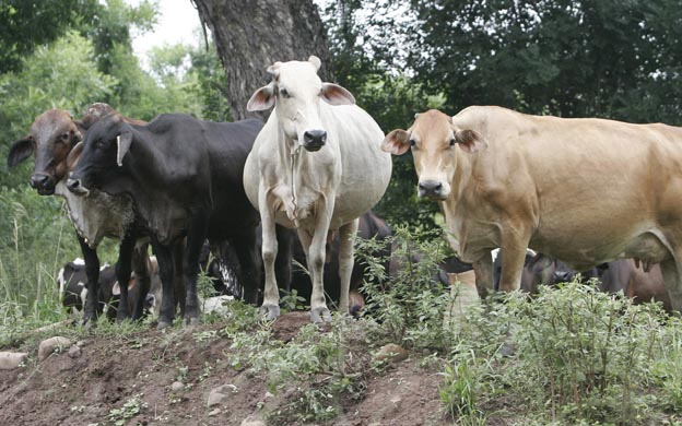 Hombres armados se roban 233 reses de finca en Machiques