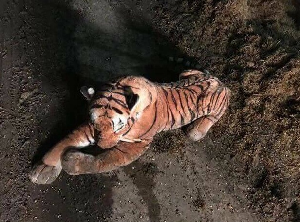 La policía acordona la zona por una amenaza de un tigre… de peluche