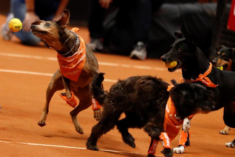 Perritos abandonados recogepelotas buscan una familia en el Abierto de Brasil (Fotos)