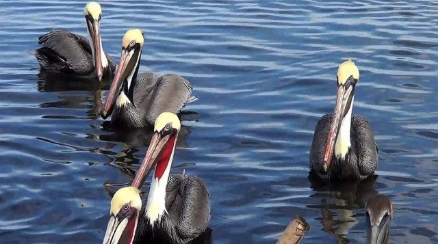 MEX01.LA PAZ (MÉXICO),14/03/2018.- Fotograma extraído de un vídeo, fechado el 9 de marzo de 2018, que muestra a varios ejemplares de Pelícano Pardo de California (Pelecanus occidentalis), en manglares de Baja California Sur (México). Las espectaculares puestas de sol moradas y rojizas del noroccidental estado mexicano de Baja California Sur son el bello escenario de una de las mayores migraciones de aves del mundo, lo que ha permitido impulsar la observación de pájaros como una actividad turística de primer orden. EFE/Mahatma Fong/MEJOR CALIDAD DISPONIBLE  