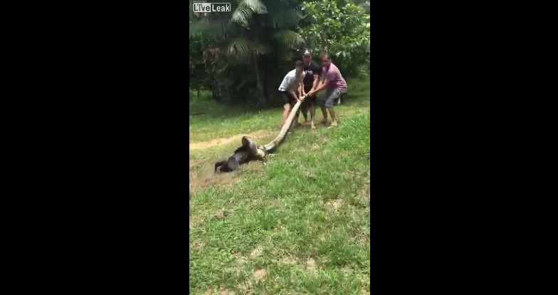 Tres hombres salvan a un perro de ser devorado por una anaconda (VIDEO)