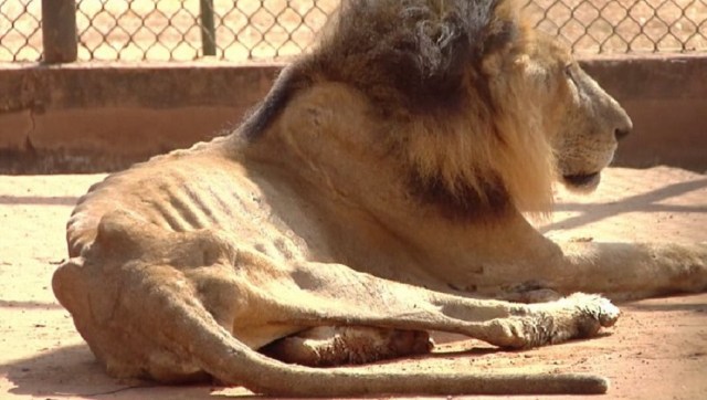 Animales en desnutrición serán llevados a Europa desde el zoológico del Zulia // Foto vía @rauljulialevy