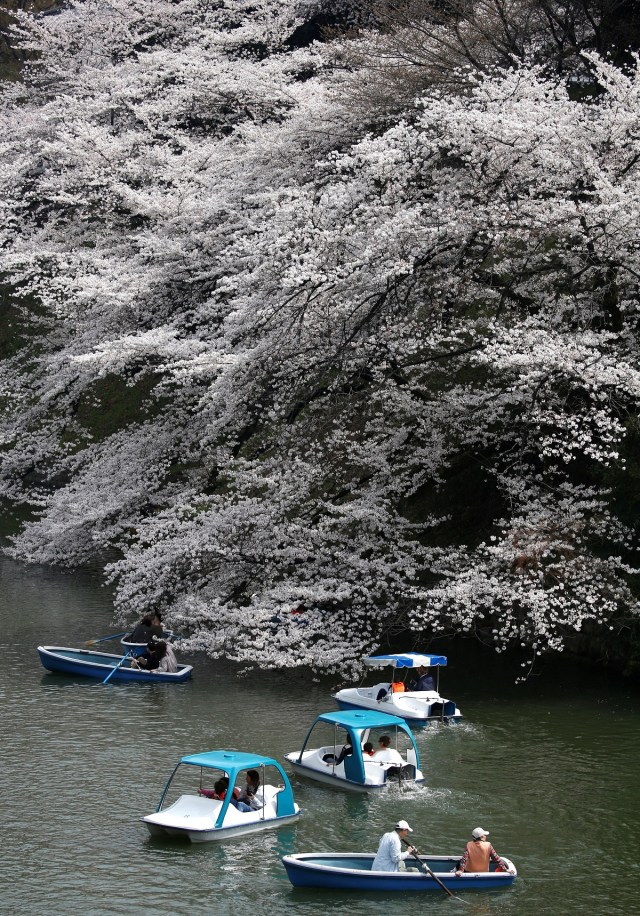 Visitors ride a boat in the Chidorigafuchi moat, as they enjoy fully bloomed cherry blossoms, during spring season in Tokyo, Japan March 26, 2018. REUTERS/Issei Kato