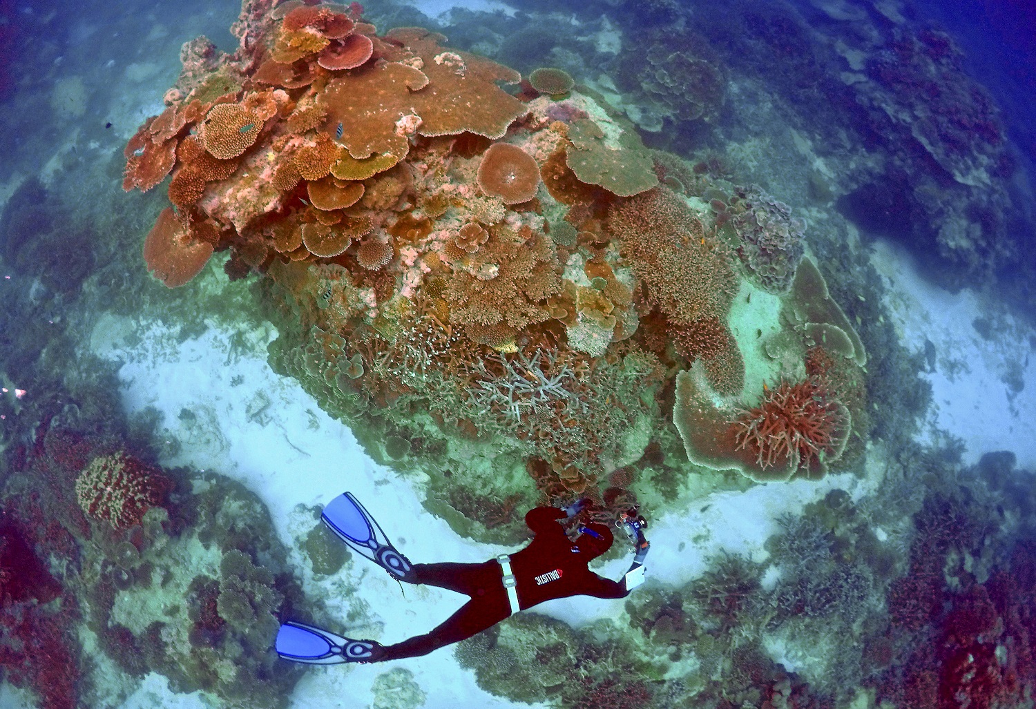 Australia anuncia 313 millones de euros para cuidar la Gran Barrera de Coral