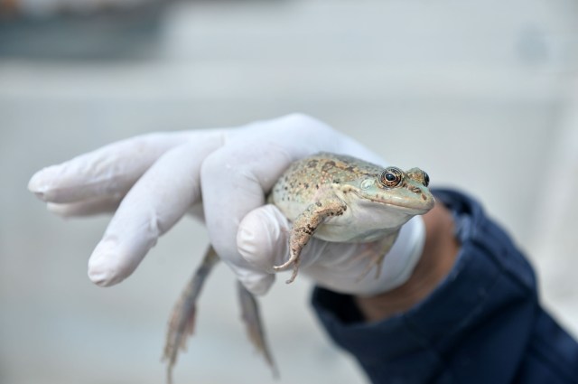 En el condado Ayd?nc?k de Mersin, Turquía, se estableció un centro para la cría de ranas, que es un alimento popular en varios países del mundo, en especial en las cocinas europeas. En un principio la iniciativa contó con 300 ranas, capturadas de diferentes partes de Turquía, que rápidamente se reprodujeron hasta llegar a 1.500. ( Sezgin Pancar - AA )