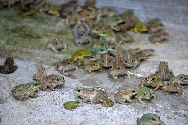 En el condado Ayd?nc?k de Mersin, Turquía, se estableció un centro para la cría de ranas, que es un alimento popular en varios países del mundo, en especial en las cocinas europeas. En un principio la iniciativa contó con 300 ranas, capturadas de diferentes partes de Turquía, que rápidamente se reprodujeron hasta llegar a 1.500. ( Sezgin Pancar - AA )