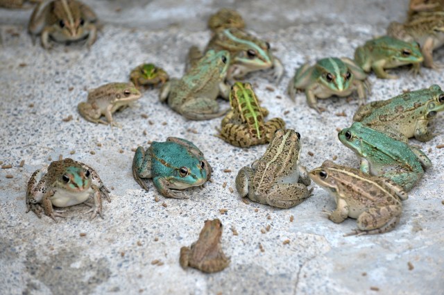 En el condado Ayd?nc?k de Mersin, Turquía, se estableció un centro para la cría de ranas, que es un alimento popular en varios países del mundo, en especial en las cocinas europeas. En un principio la iniciativa contó con 300 ranas, capturadas de diferentes partes de Turquía, que rápidamente se reprodujeron hasta llegar a 1.500. ( Sezgin Pancar - AA )